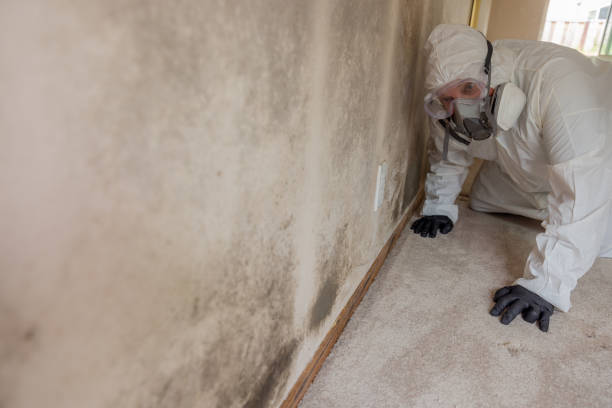 Why You Should Choose Our Mold Remediation Services in Stewartville, AL