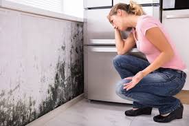 Trusted Stewartville, AL Mold Inspection Experts